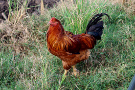走地土鸡