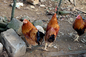 散养土鸡