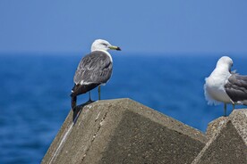 海鸥