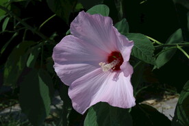 芙蓉葵