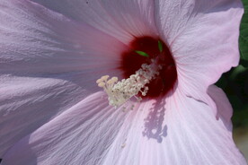 芙蓉葵