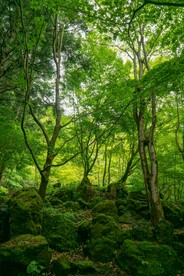 翠色森林