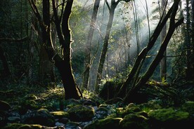 森林翠石景