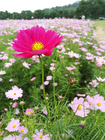 户外红色花朵花瓣