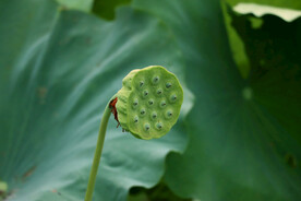 莲蓬莲子