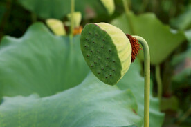 莲蓬