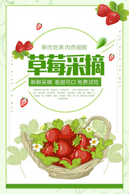 草莓采摘