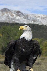 鹰