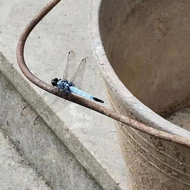 黑蜻蜓