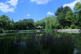 垂柳风景 