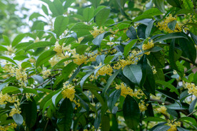 户外桂花树枝