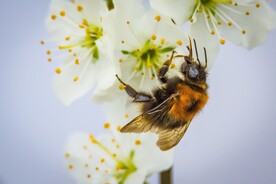 梅花