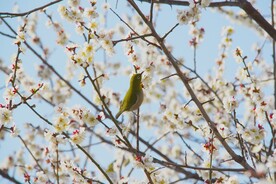 梅花