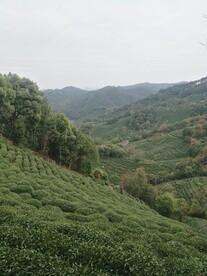 狮峰山