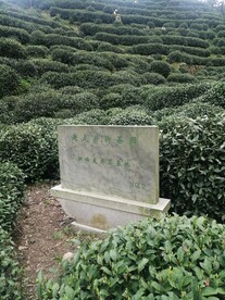 狮峰龙井茶基地