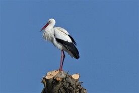 鹳