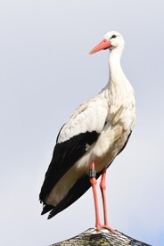鹳
