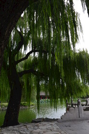 树枝风景