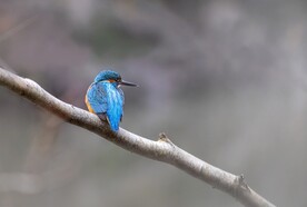 翠鸟