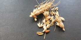 小麦种子