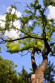 树枝风景