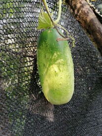 大黄瓜 