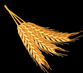 小麦