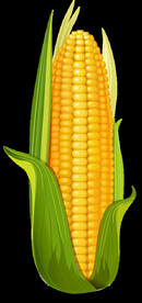 玉米