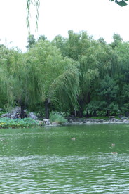 垂柳风景 