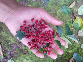 汉源花椒红花椒
