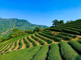 茶园