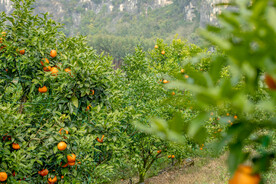 沃柑 果园基地 水果摄影 果林