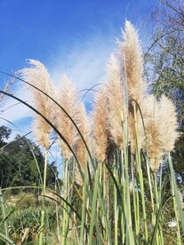 芒草