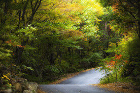 森林道路