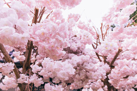 桃花林