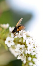 蜜蜂 授粉