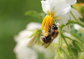 蜜蜂 授粉
