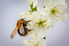 蜜蜂 授粉