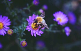 蜜蜂 授粉