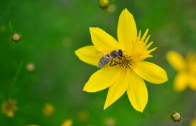 蜜蜂 授粉