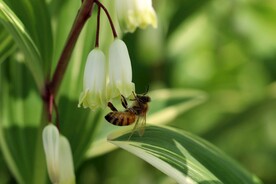 蜜蜂 授粉