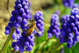 蜜蜂 授粉
