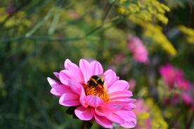 蜜蜂 授粉