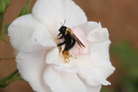 蜜蜂 授粉