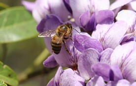 蜜蜂 授粉