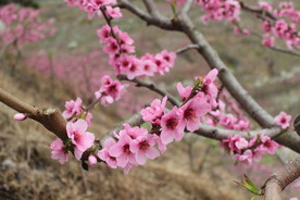 九襄镇桃花