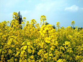 油菜花春天