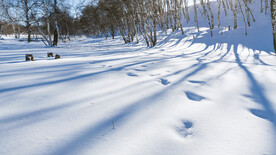 冬季雪地
