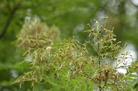秋花秋子