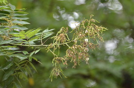 秋花秋子